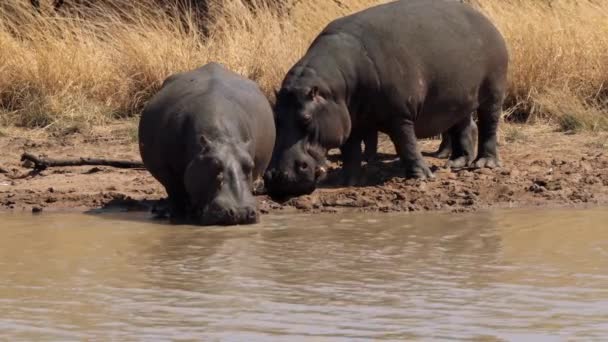Hippos Dans Parc National Kruger Afrique Sud — Video