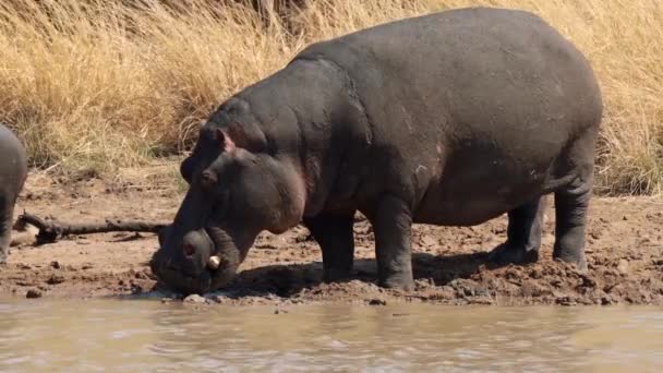 Hippos Kruger Nationalpark Sydafrika — Stockvideo