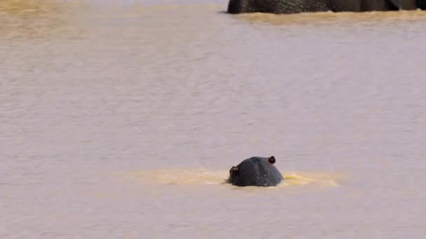 Göldeki Sudaki Aygırı Kruger Ulusal Parkı Güney Afrika — Stok video