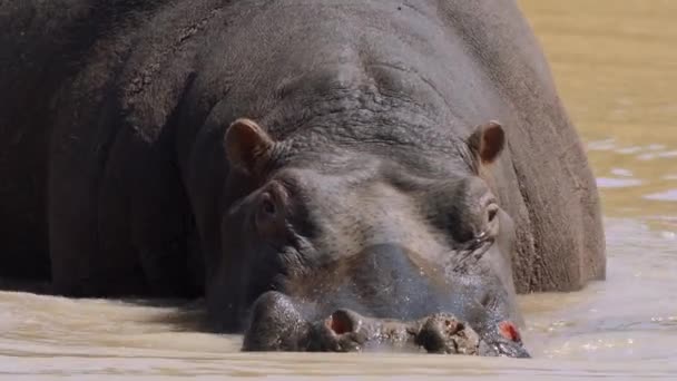Hippo Dans Eau Lac Dans Parc National Kruger Afrique Sud — Video