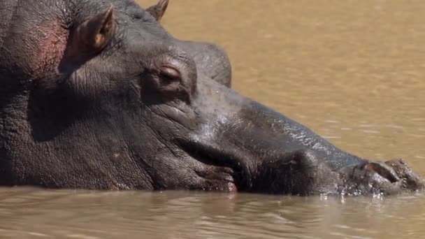 Ippopotamo Nell Acqua Del Lago Nel Kruger National Park Sud — Video Stock