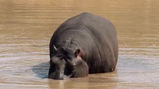 Göldeki Sudaki Aygırı Kruger Ulusal Parkı Güney Afrika — Stok video