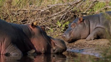 Kruger Ulusal Parkı 'ndaki su aygırları, Güney Afrika