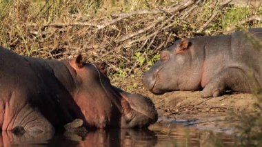 Kruger Ulusal Parkı 'ndaki su aygırları, Güney Afrika