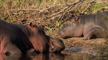 Kruger Ulusal Parkı 'ndaki su aygırları, Güney Afrika