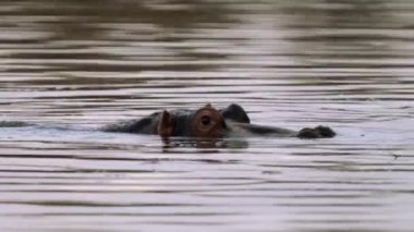 Göldeki sudaki su aygırı, Kruger Ulusal Parkı, Güney Afrika