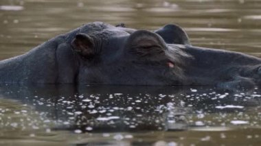 Göldeki sudaki su aygırı, Kruger Ulusal Parkı, Güney Afrika