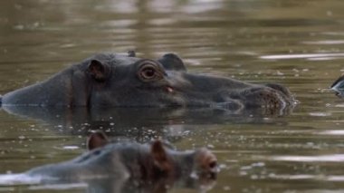 Göldeki sudaki su aygırı, Kruger Ulusal Parkı, Güney Afrika