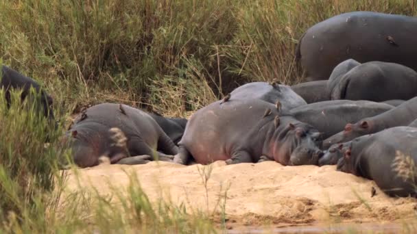 Vogels Oxpeckers Helpen Hippo Door Het Verwijderen Van Parasieten Zoals — Stockvideo
