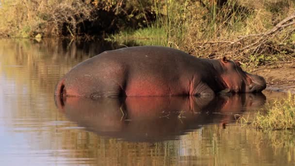 Hipopótamos Parque Nacional Kruger Sudáfrica — Vídeo de stock