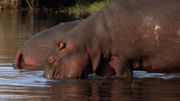 Hipopótamos Parque Nacional Kruger Sudáfrica — Vídeo de stock