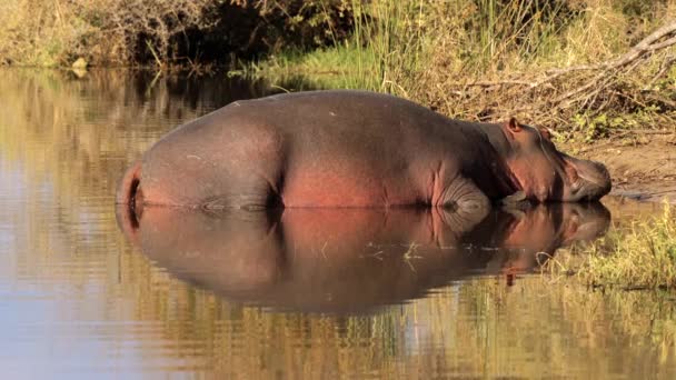 クルーガー国立公園 南アフリカ共和国にヒッポス — ストック動画