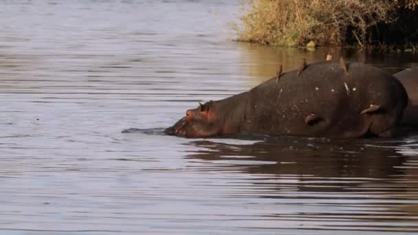 Birds Oxpeckers Ajudando Hipopótamo Removendo Parasitas Como Carrapatos Parque Nacional — Vídeo de Stock