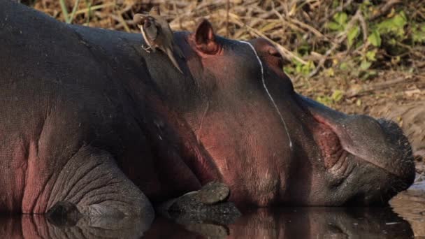 Birds Oxpeckers Helping Hippo Removing Parasites Ticks Kruger National Park — Stock Video