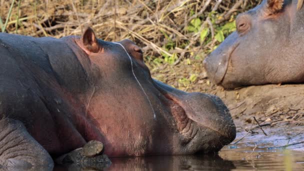 Hippos Dans Parc National Kruger Afrique Sud — Video