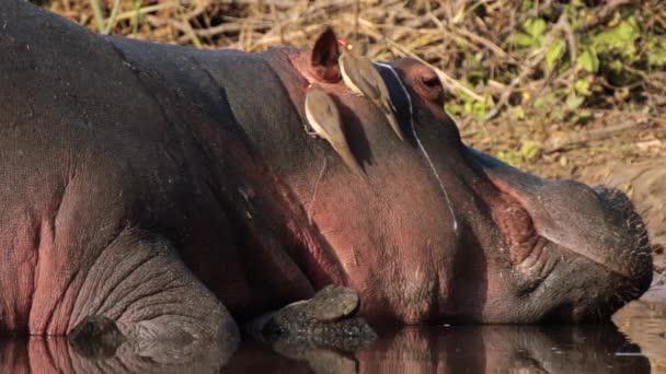 Birds Oxpeckers Helping Hippo Removing Parasites Ticks Kruger National Park — Stock Video