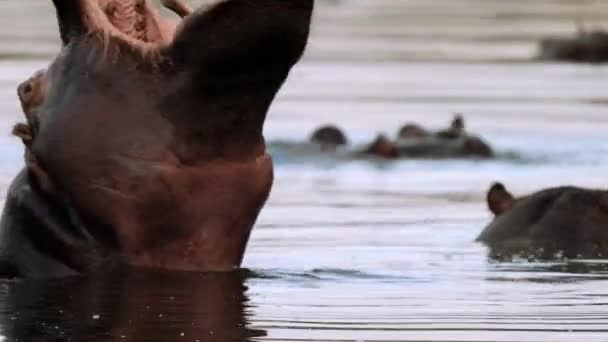 Hippo Het Meer Water Kruger National Park Zuid Afrika — Stockvideo