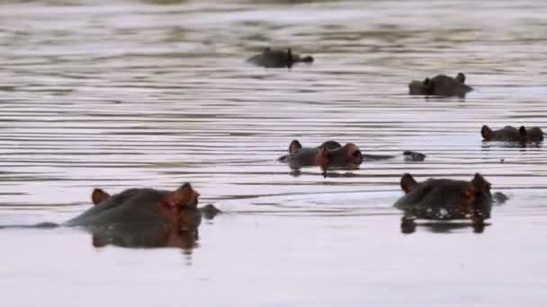 湖の水にヒッポ クルーガー国立公園 南アフリカ — ストック動画