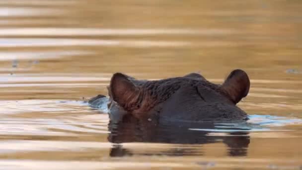 Hippo Sjön Vatten Kruger National Park Sydafrika — Stockvideo