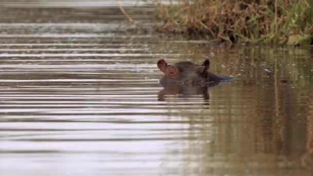 Hipopopotam Wodzie Jeziora Parku Narodowym Kruger Republika Południowej Afryki — Wideo stockowe