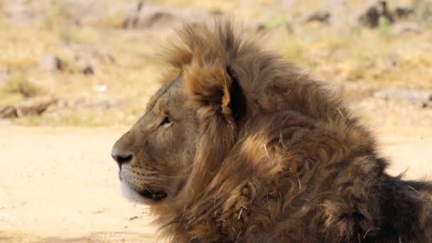 Primer Plano León Panthera Leo Parque Nacional Kruger Sudáfrica — Vídeos de Stock