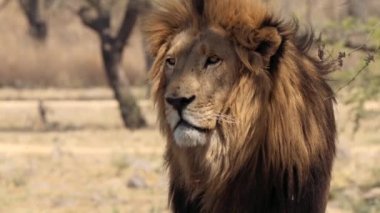 Güney Afrika 'daki Kruger Ulusal Parkı' nda Aslan Panthera Leo 'ya yaklaş.