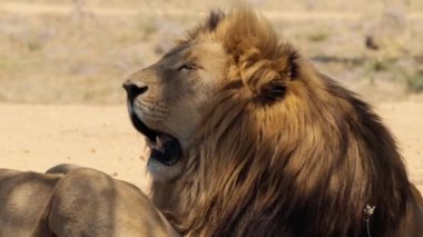 Güney Afrika 'daki Kruger Ulusal Parkı' nda Aslan Panthera Leo 'ya yaklaş.