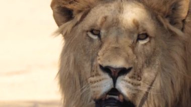 Güney Afrika 'daki Kruger Ulusal Parkı' nda Aslan Panthera Leo 'ya yaklaş.