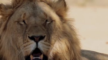 Güney Afrika 'daki Kruger Ulusal Parkı' nda Aslan Panthera Leo 'ya yaklaş.
