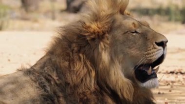 Güney Afrika 'daki Kruger Ulusal Parkı' nda Aslan Panthera Leo 'ya yaklaş.
