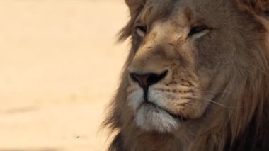 Güney Afrika 'daki Kruger Ulusal Parkı' nda Aslan Panthera Leo 'ya yaklaş.