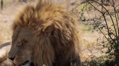 Güney Afrika 'daki Kruger Ulusal Parkı' nda Aslan Panthera Leo 'ya yaklaş.