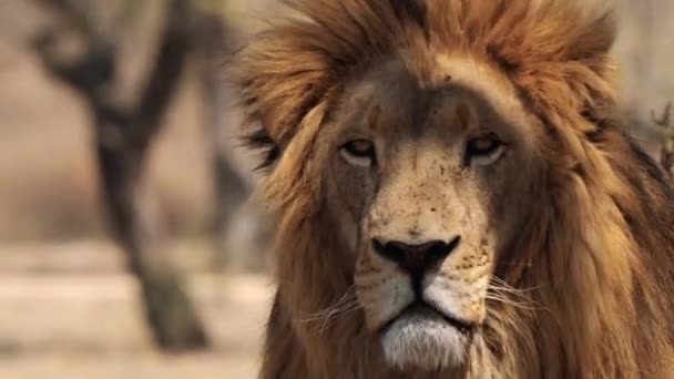 南非克鲁格国家公园 一只狮子Panthera Leo的近身特写 — 图库视频影像