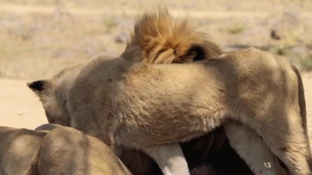 南アフリカのクルーガー国立公園でライオンのライオンのクローズアップ — ストック動画