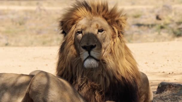 Primo Piano Leone Panthera Leo Nel Kruger National Park Sud — Video Stock
