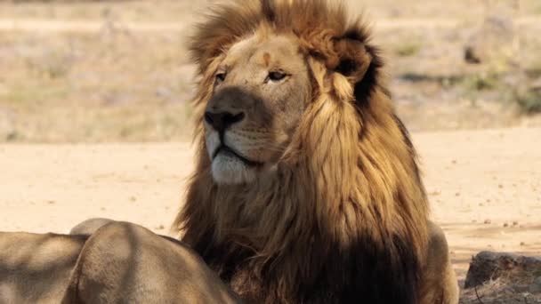 Gros Plan Lion Panthera Leo Dans Parc National Kruger Afrique — Video