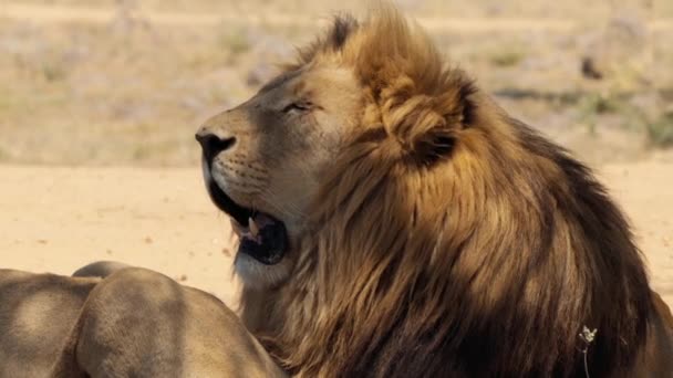南非克鲁格国家公园 一只狮子Panthera Leo的近身特写 — 图库视频影像