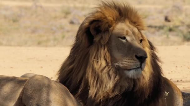 Primer Plano León Panthera Leo Parque Nacional Kruger Sudáfrica — Vídeos de Stock