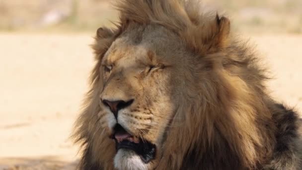 Закрытие Lion Panthera Leo Национальном Парке Крюгера Южная Африка — стоковое видео