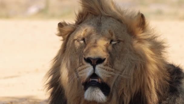 Közelkép Egy Oroszlánról Panthera Leo Kruger Nemzeti Park Dél Afrika — Stock videók