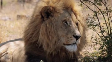 Güney Afrika 'daki Kruger Ulusal Parkı' nda Aslan Panthera Leo 'ya yaklaş.