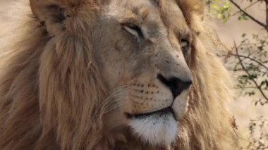 Güney Afrika 'daki Kruger Ulusal Parkı' nda Aslan Panthera Leo 'ya yaklaş.