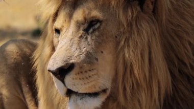 Güney Afrika 'daki Kruger Ulusal Parkı' nda Aslan Panthera Leo 'ya yaklaş.