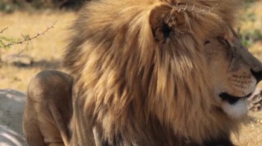 Güney Afrika 'daki Kruger Ulusal Parkı' nda Aslan Panthera Leo 'ya yaklaş.