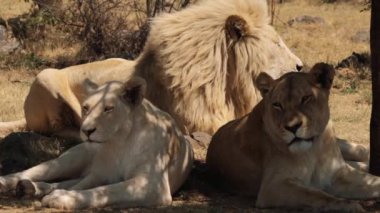 Güney Afrika 'daki Kruger Ulusal Parkı' nda aslanlı bir aslana yaklaş.