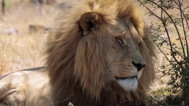 Close Van Een Leeuw Panthera Leo Kruger National Park Zuid — Stockvideo