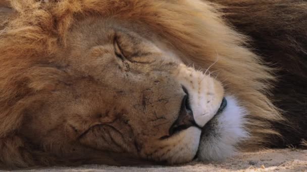 Detail Lva Panthera Leo Národním Parku Kruger Jihoafrická Republika — Stock video