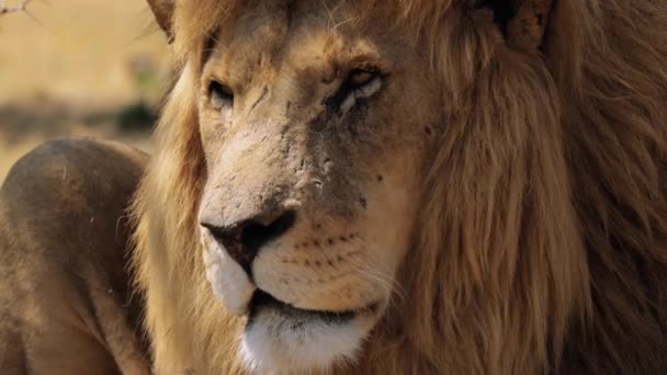 Närbild Ett Lejon Panthera Leo Kruger National Park Sydafrika — Stockvideo