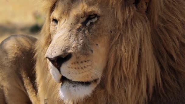 Primer Plano León Panthera Leo Parque Nacional Kruger Sudáfrica — Vídeo de stock
