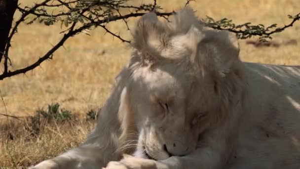 Primer Plano León Blanco Parque Nacional Kruger Sudáfrica — Vídeo de stock